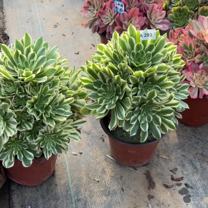 离****儿293多肉多肉多肉多肉多肉