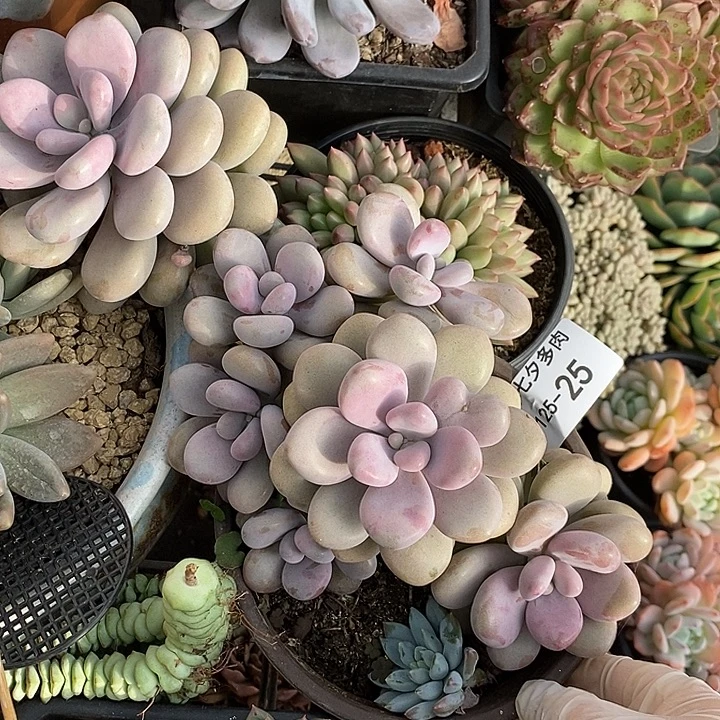 小七夕多肉桃蛋25