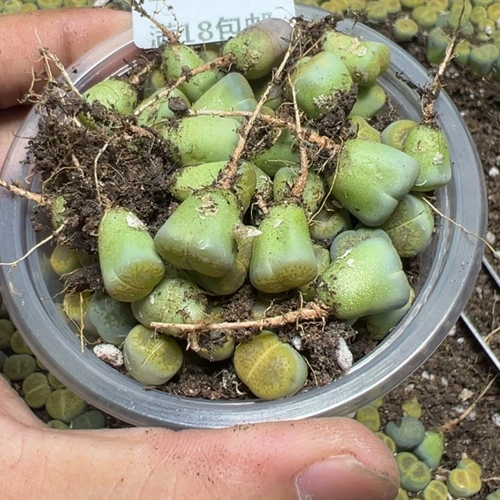 【闪购商品】 1196。