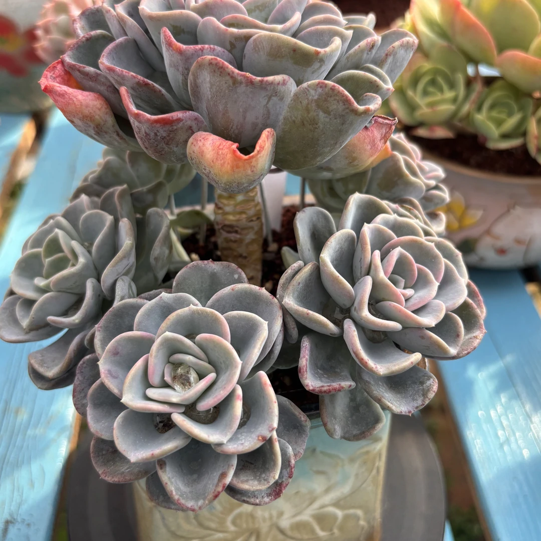 多肉植物一物一拍直播链接