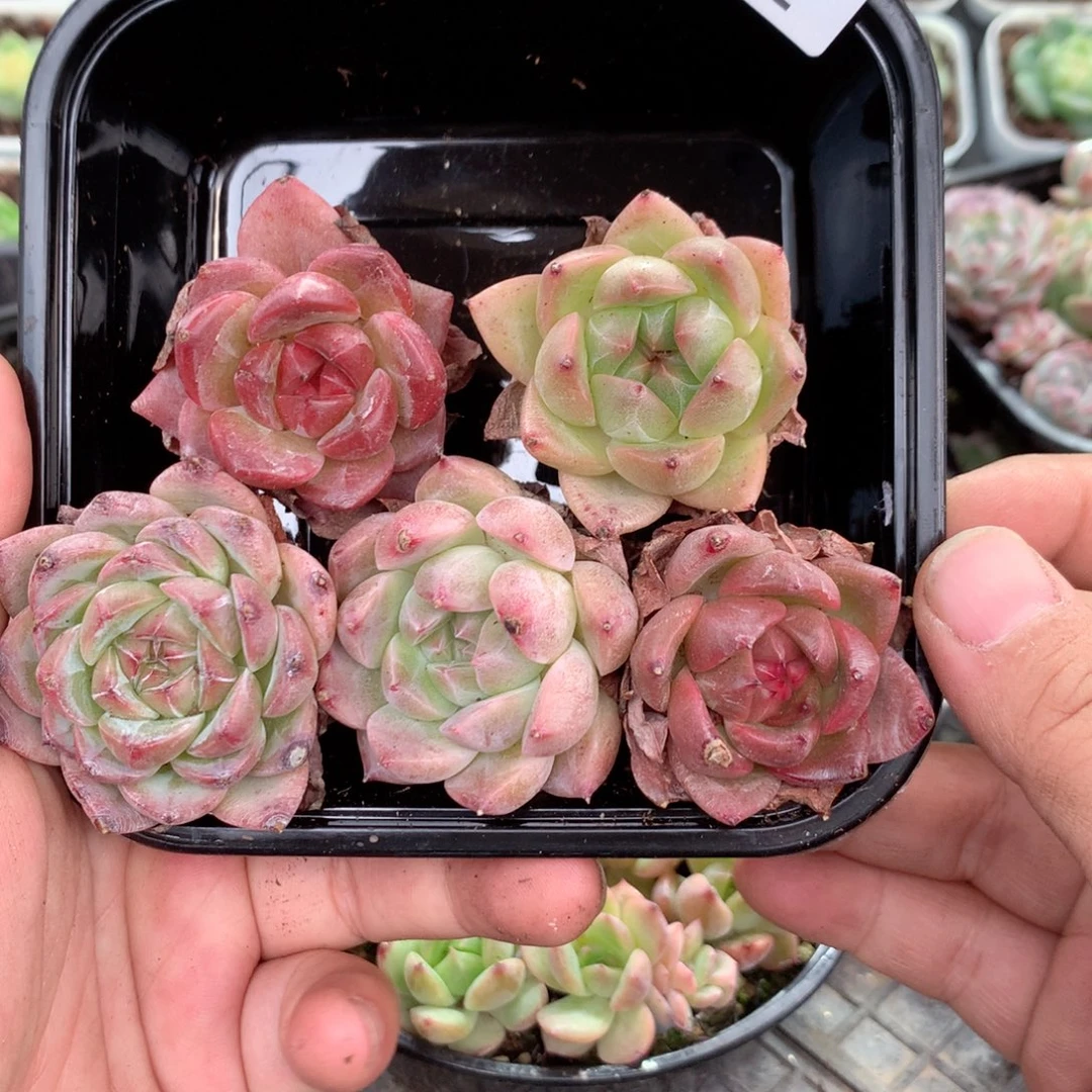 无花朵R165英语英语