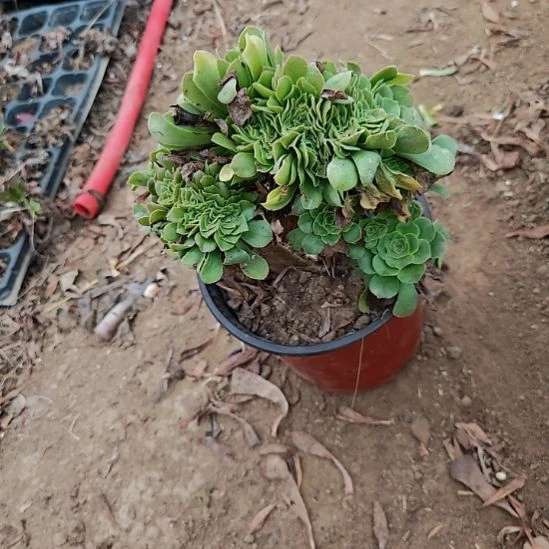 绿羊绒缀加急法师17