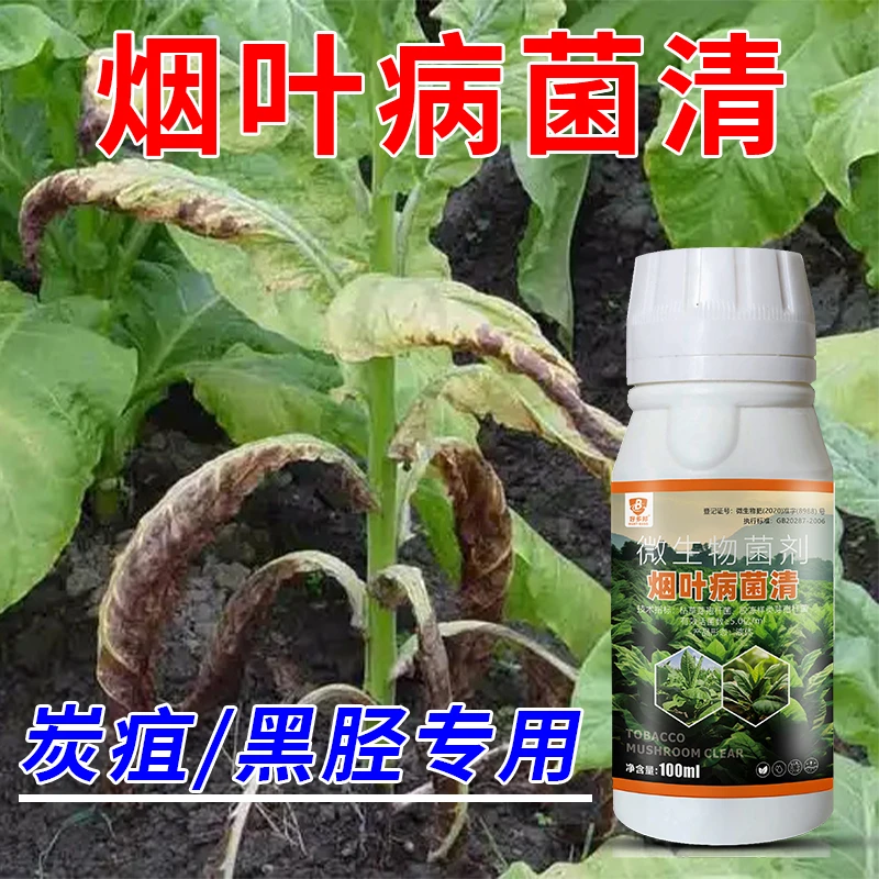 烟叶病菌清烟草烤烟黑茎青枯赤星炭疽褐斑白粉野火叶斑微生物菌剂
