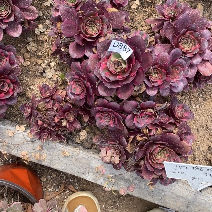 887魅金玫瑰锦多肉植物