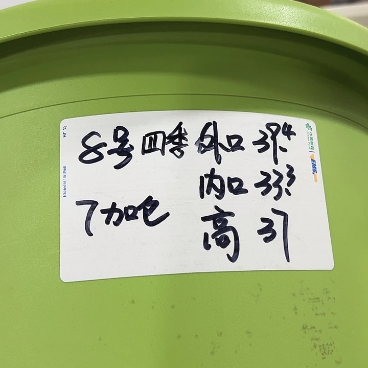 特价8号四季口39高38果绿无托3只
