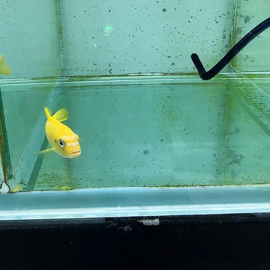 龙***生野生莫锁波1083。