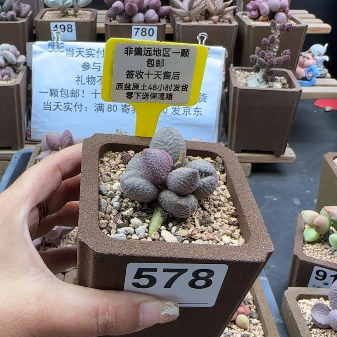 姜****578海蓝薄荷多肉植物