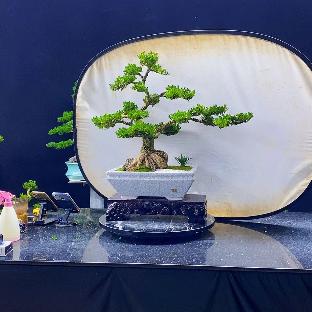 无花朵黄杨盆景造型