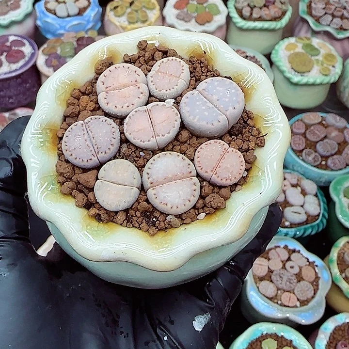 双***楼生石花满18包邮1225-5