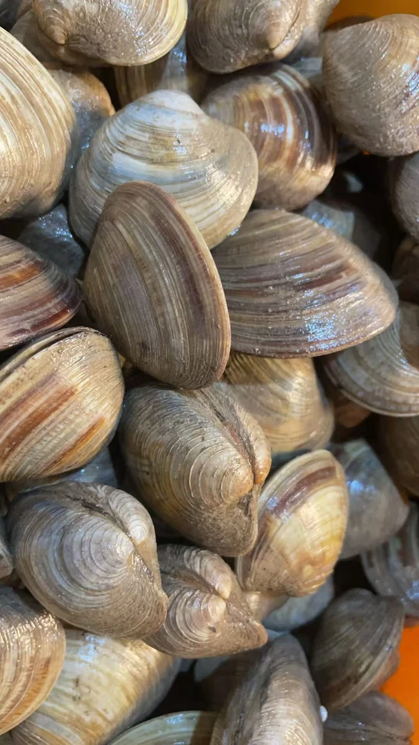 鲜活无沙精选莲蛤顺丰包邮3斤装