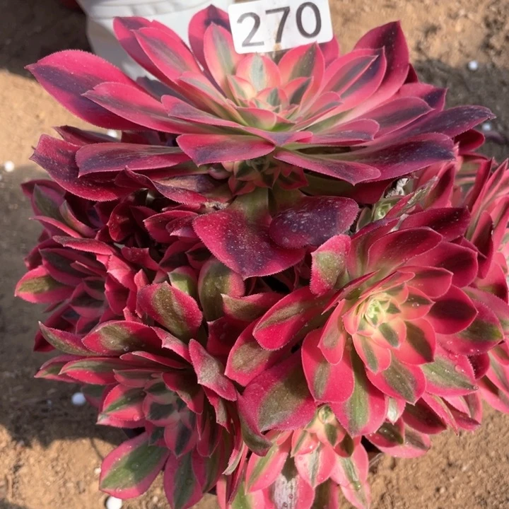 270多肉植物粉女巫