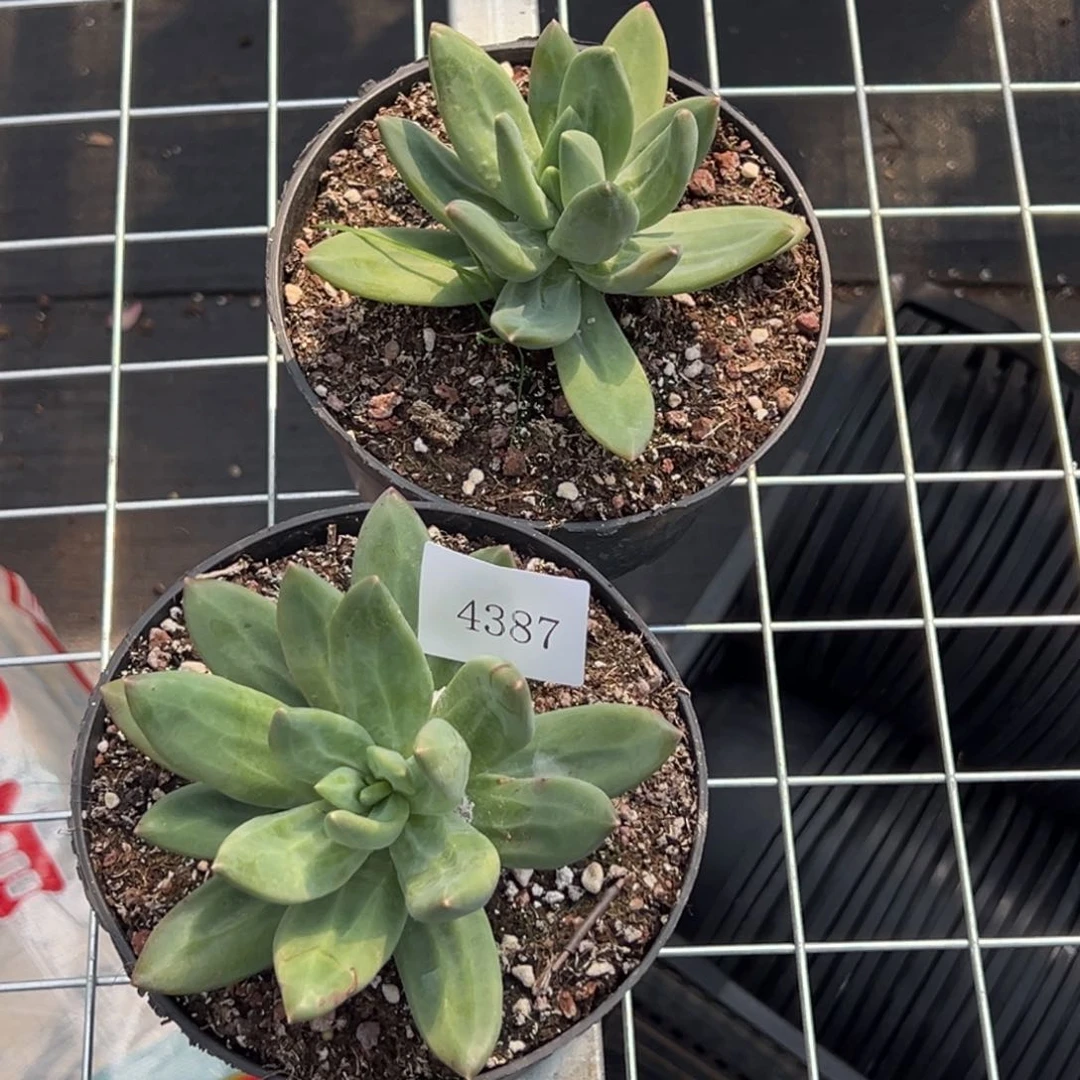 4387多肉多多多多多量拍