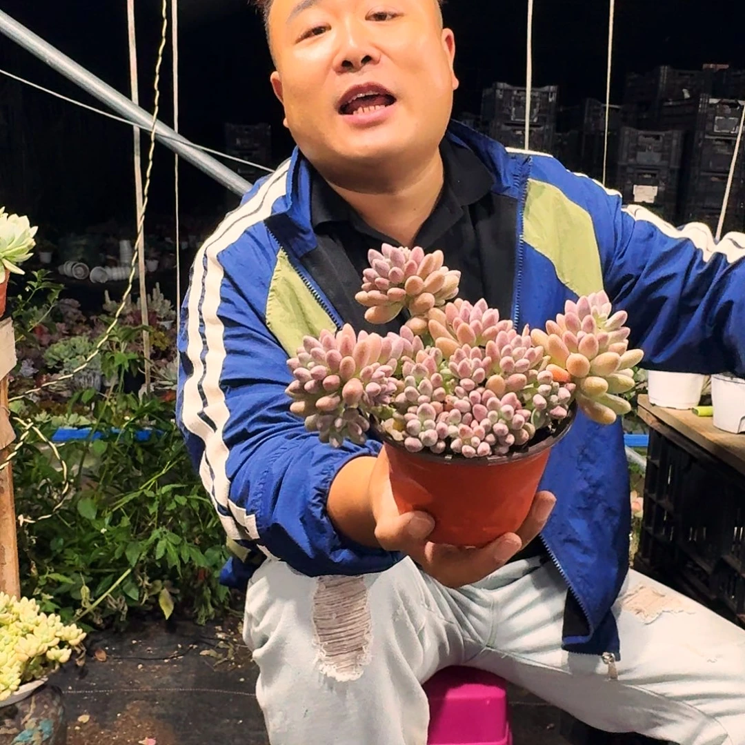 星黛露120多肉植物