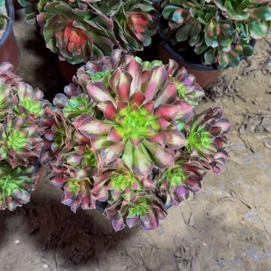 韶华法师9.9多肉植物