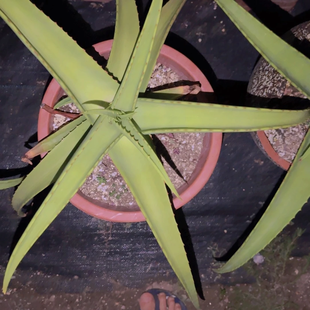 K***g块根植物块根植物