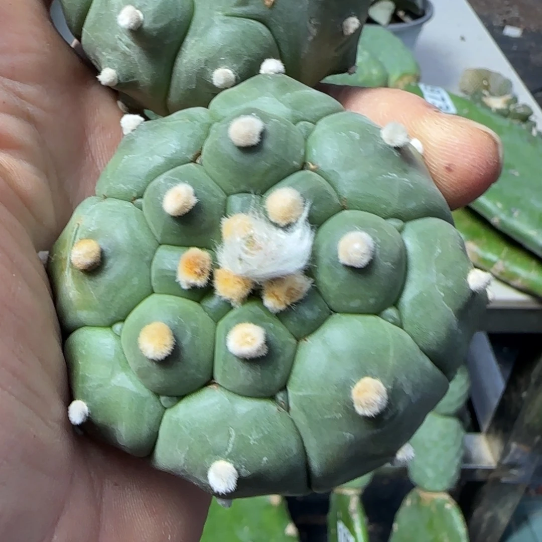 镜***月无花朵两个龟甲兜