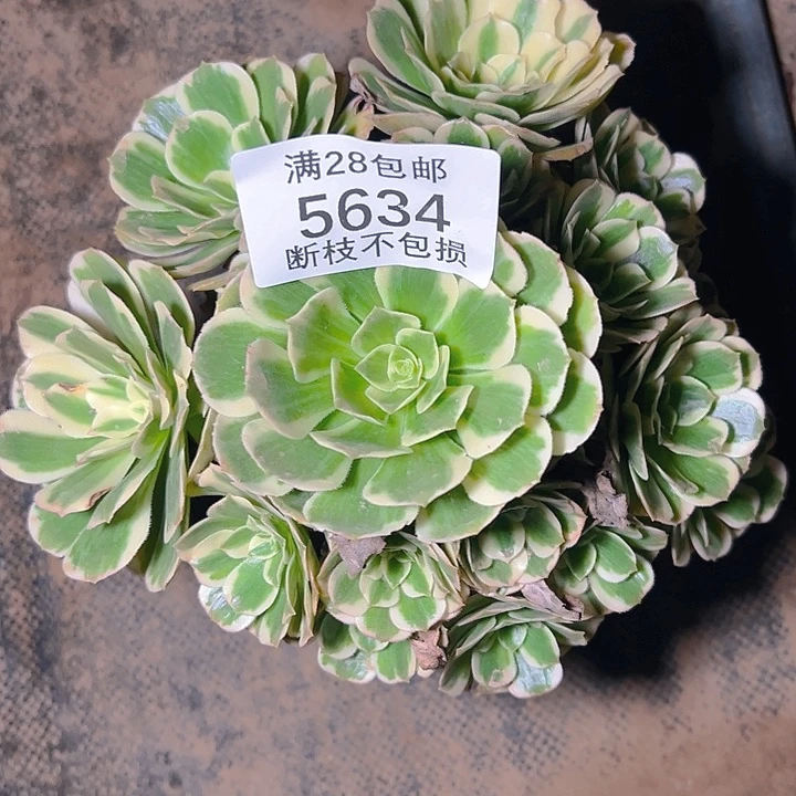 5634迈巴赫多肉植物