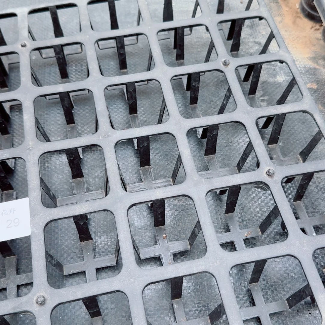 白玫瑰杂交月影珍妮三颗量拍26-29