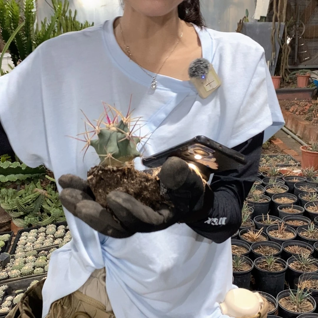 江手玉8-10公分量拍