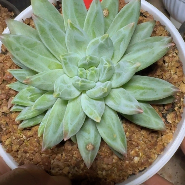 109美人多肉植物