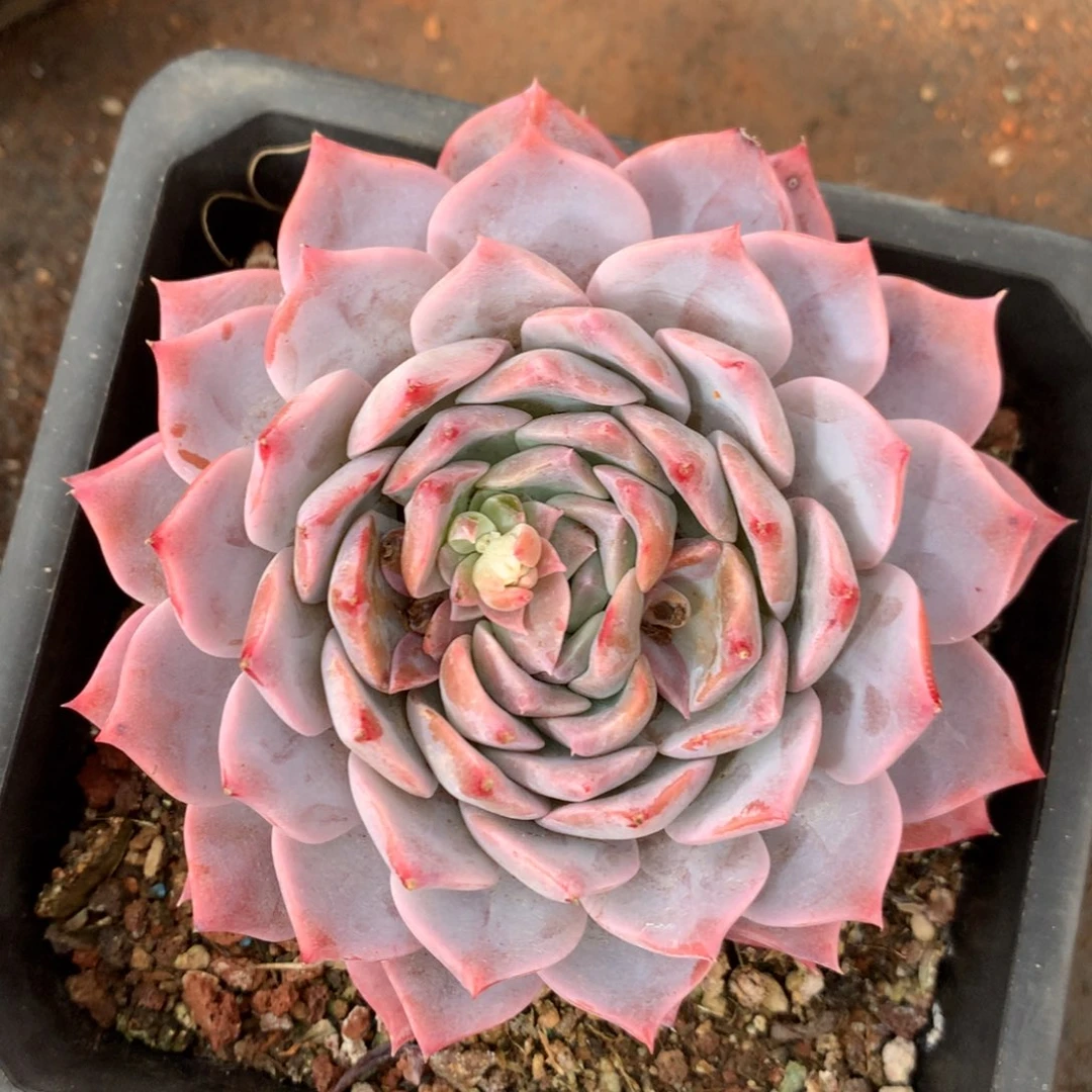 1050杂交精品基地10厘米