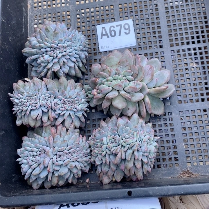 679随机发呀妈呀呀呀