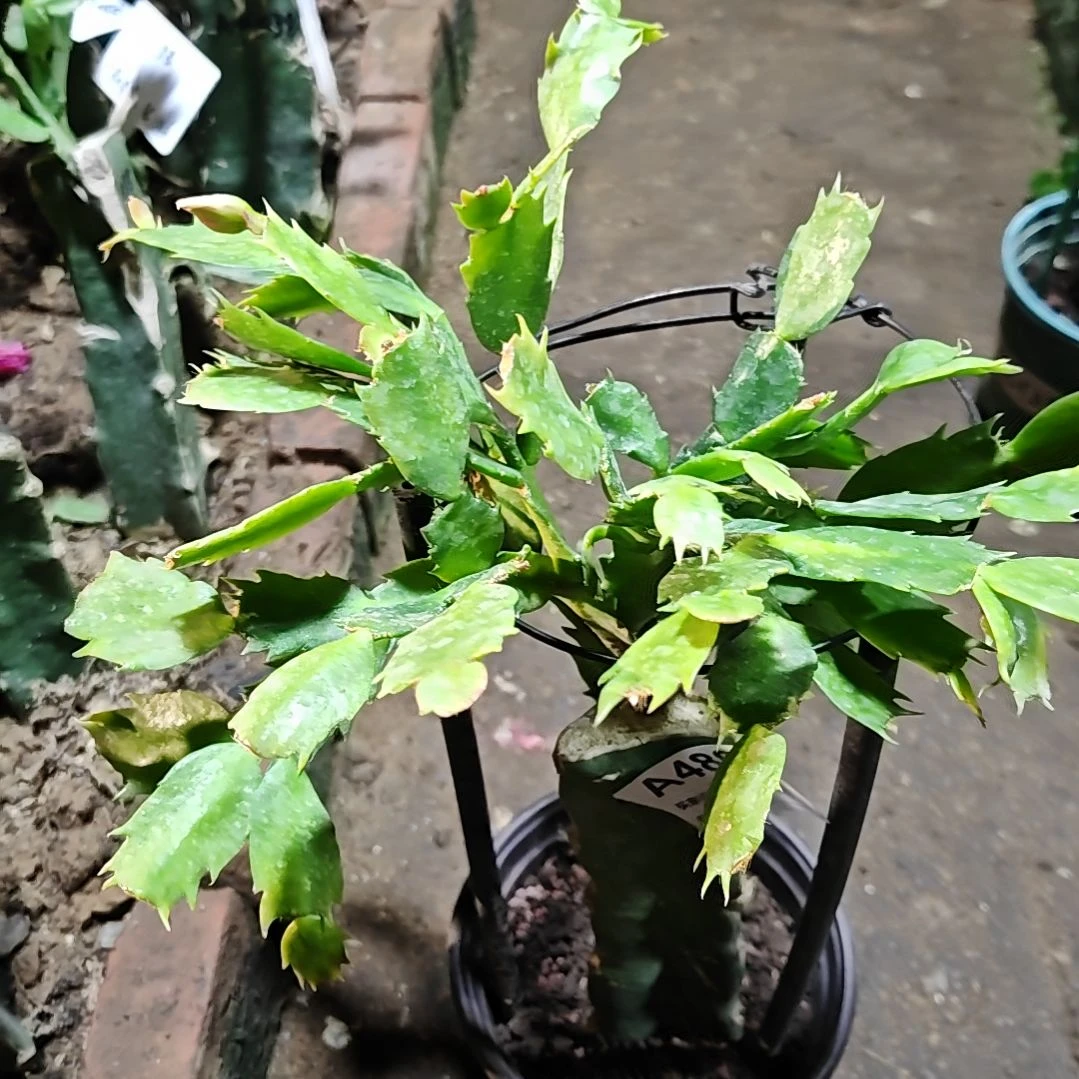 036金黄色脱土脱盆易掉芽苞489