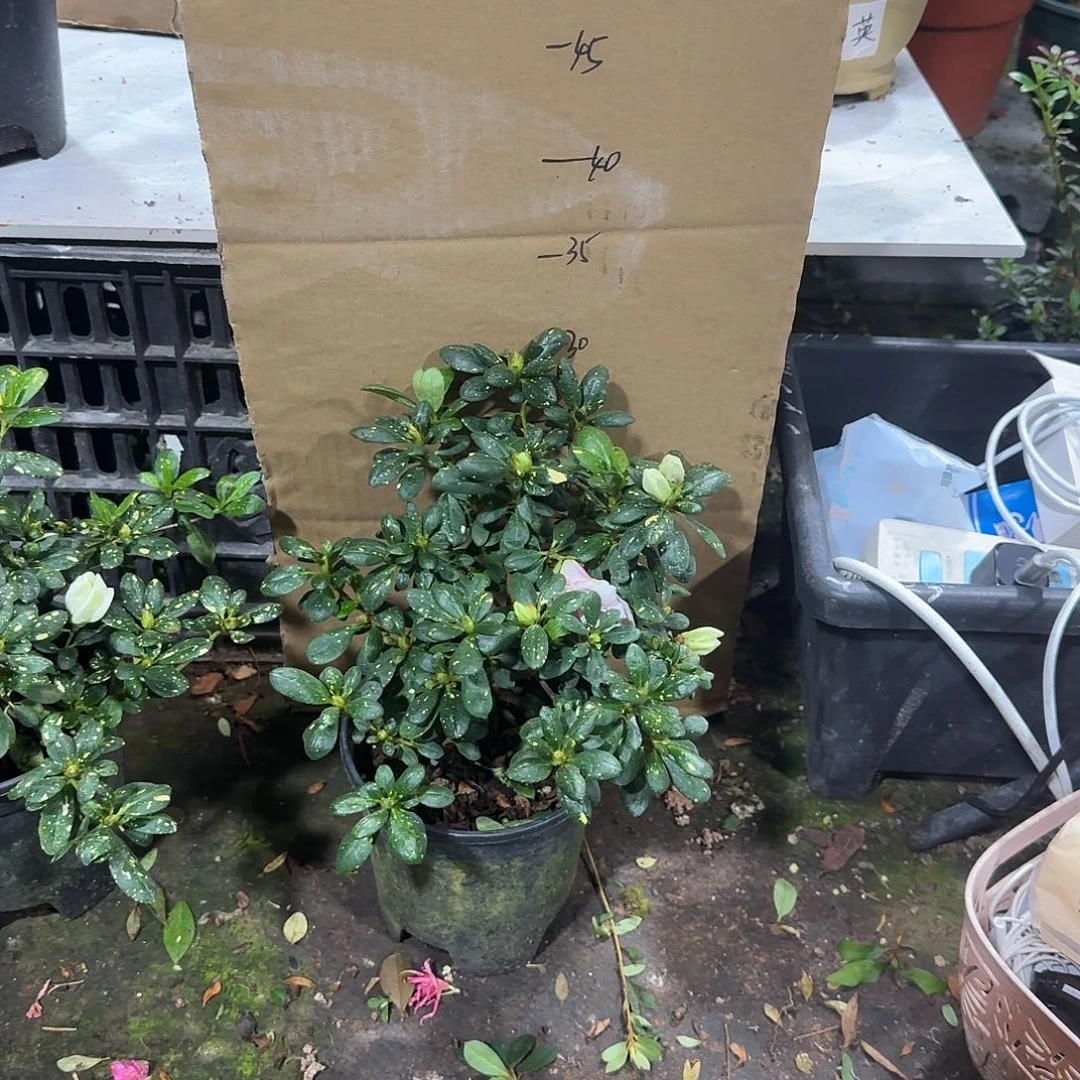 月***梦完全开放心动黄金杜鹃花