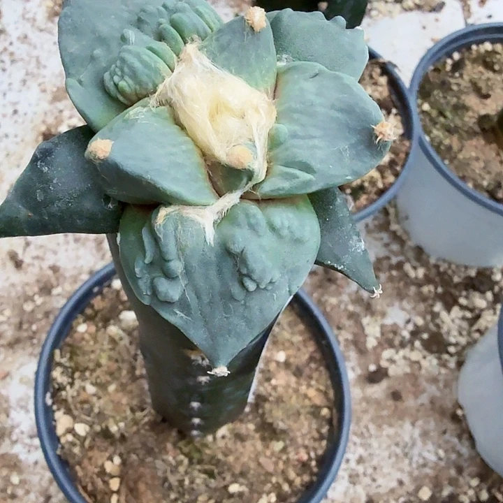 无花朵980栗源怒涛牡丹东五
