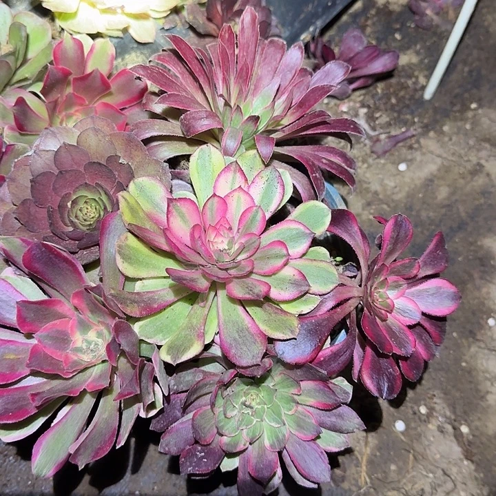 6颗法师单头苗组合带荔枝贵货