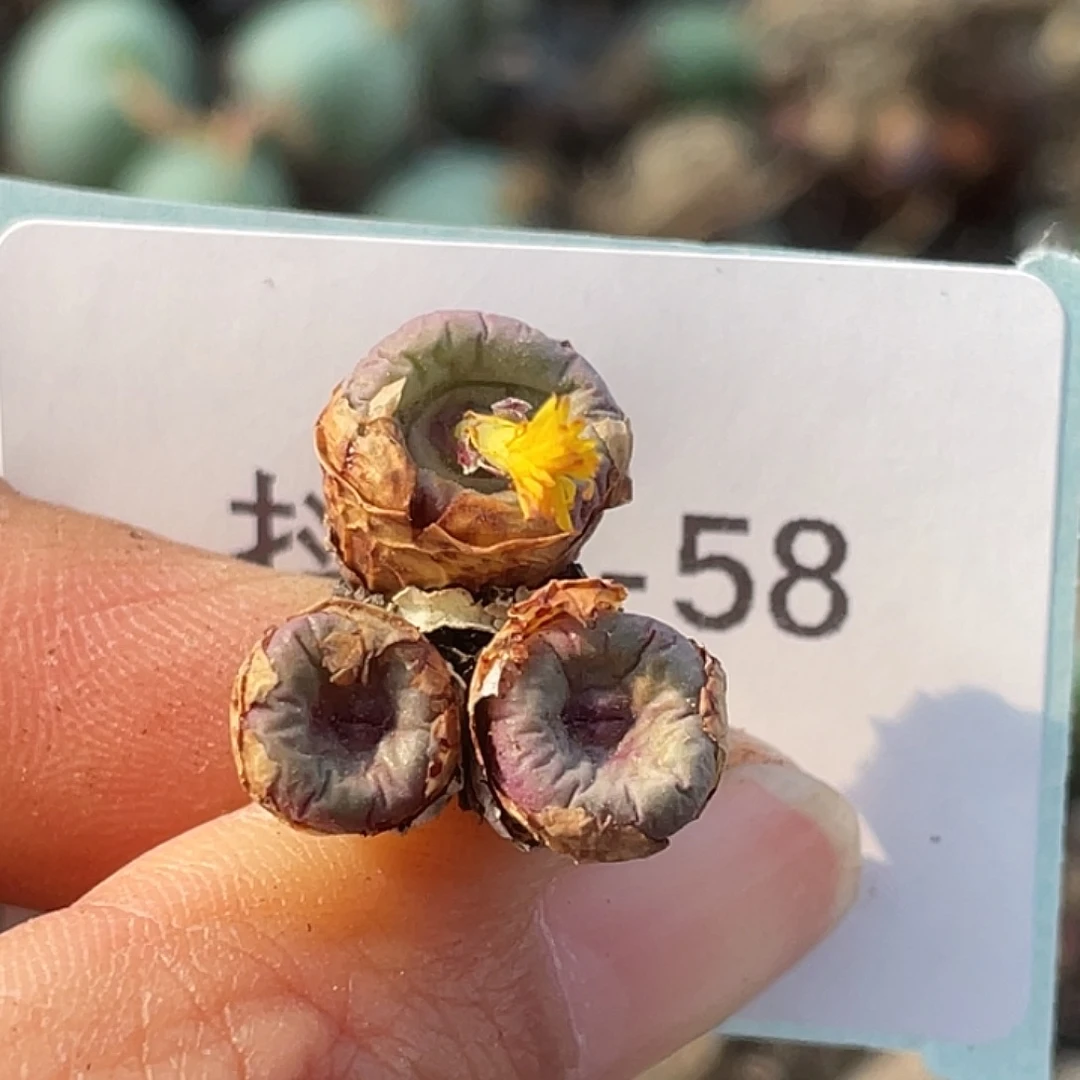 12-58嘴多肉植物肉锥