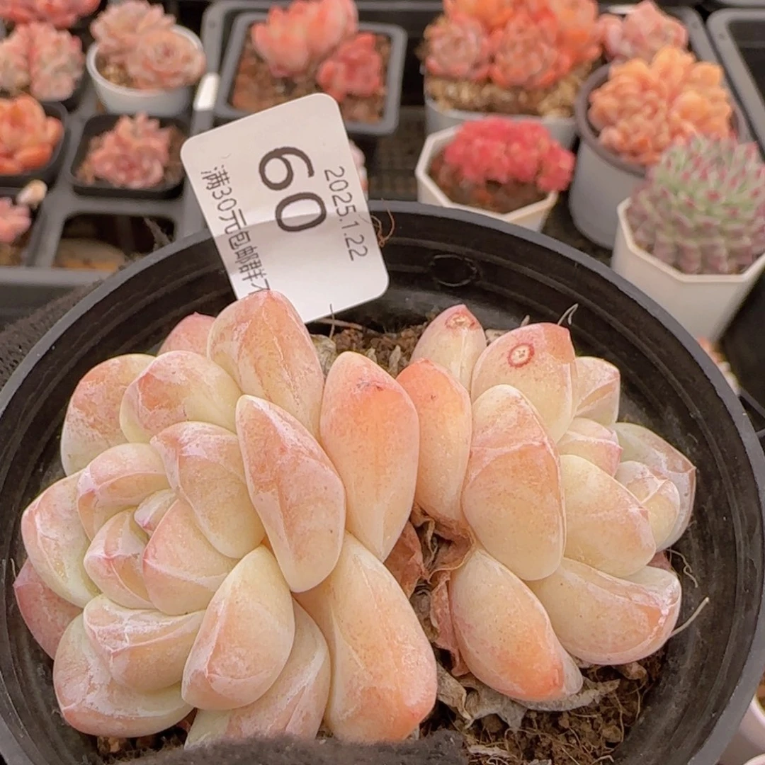 冰玉双头老桩一颗