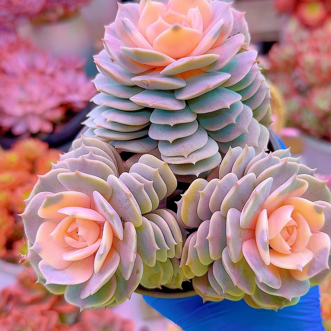 三岁家 多头露娜莲景 （原盆原土） 盆栽植物 多肉植物