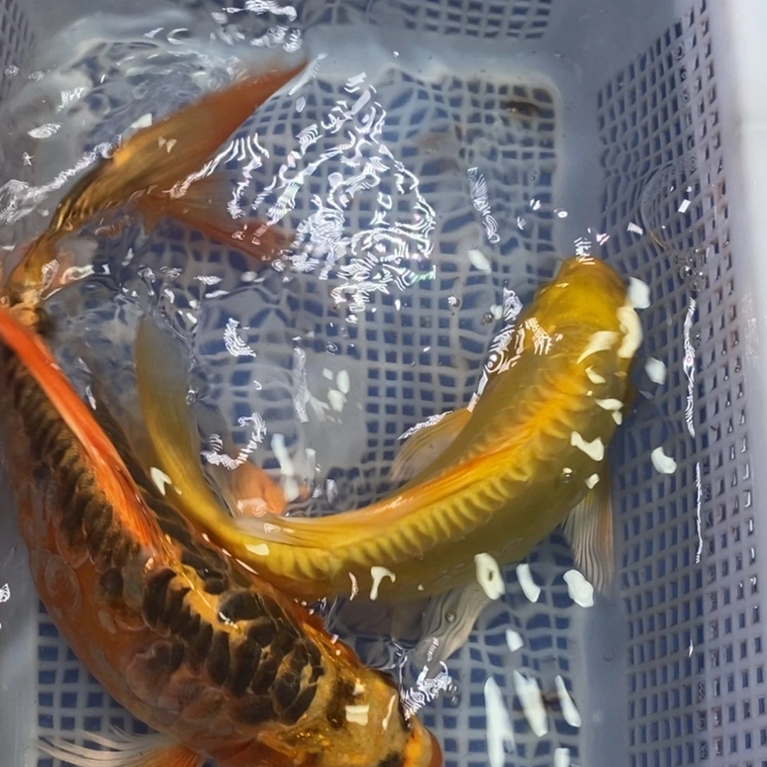 锦鲤冷水锦鲤包邮
