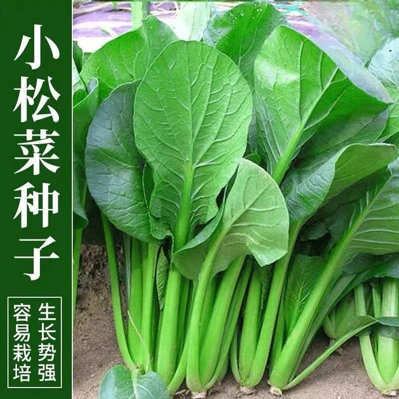 T275四季耐热速生小菘菜种子适合家庭阳台种植的青菜种子