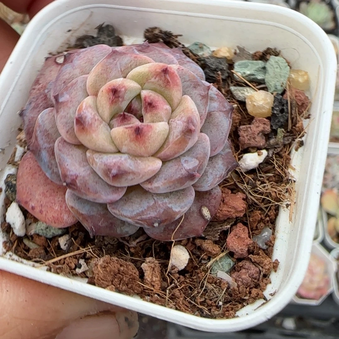 多肉小卡拉米糖心一物一拍