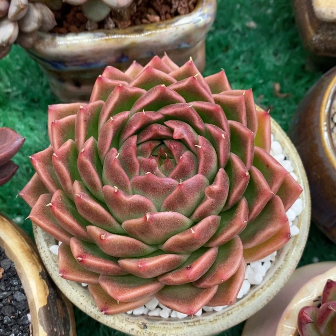 红颜多肉植物盆栽