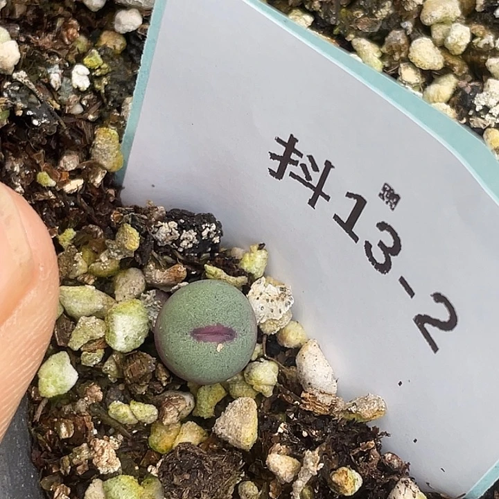 ?****?13-2肉锥多肉植物