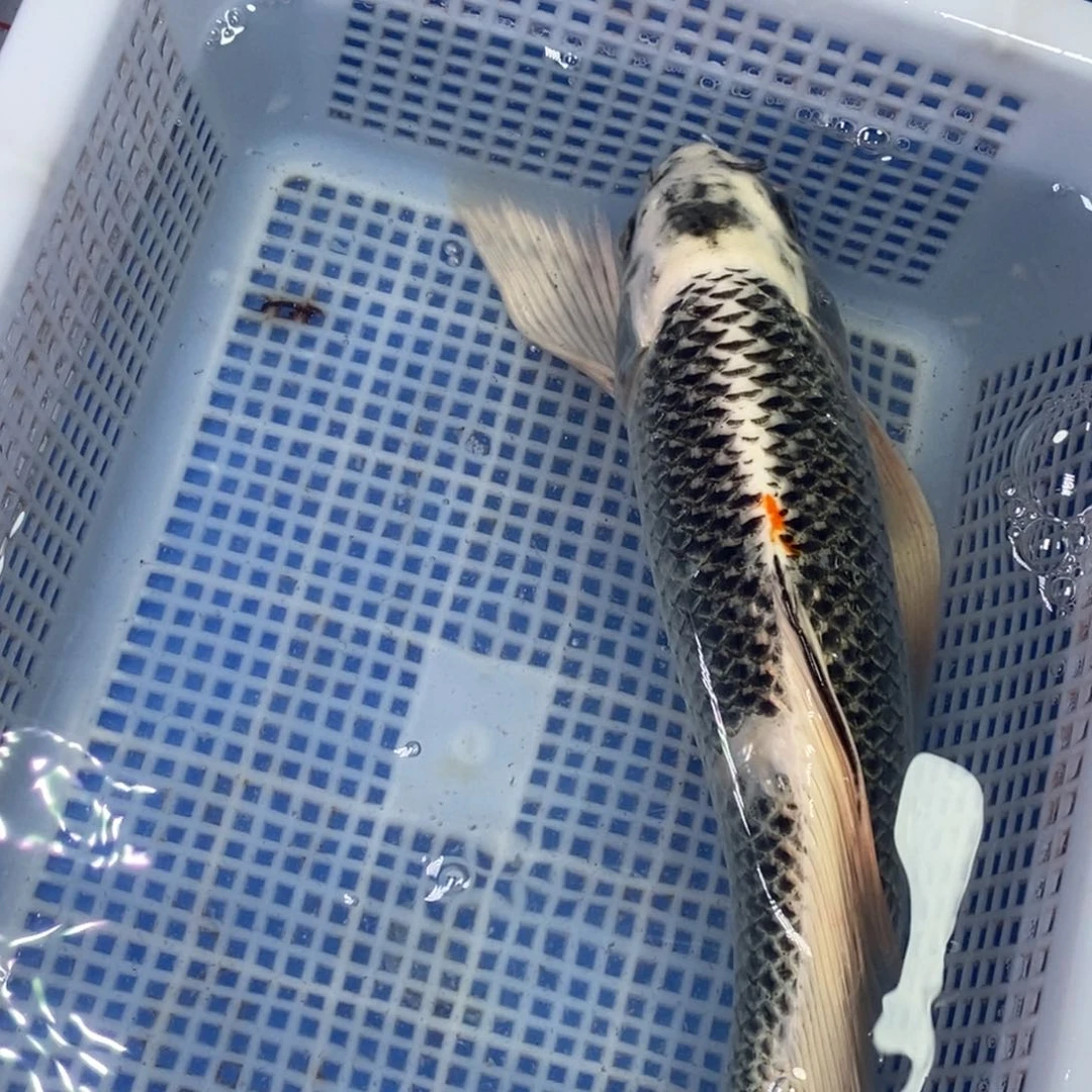 锦鲤冷水锦鲤包邮