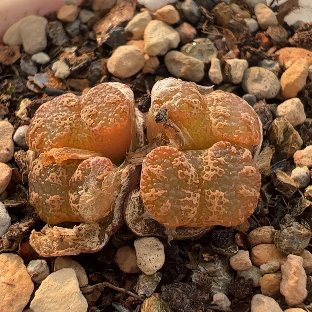 061多肉植物百科