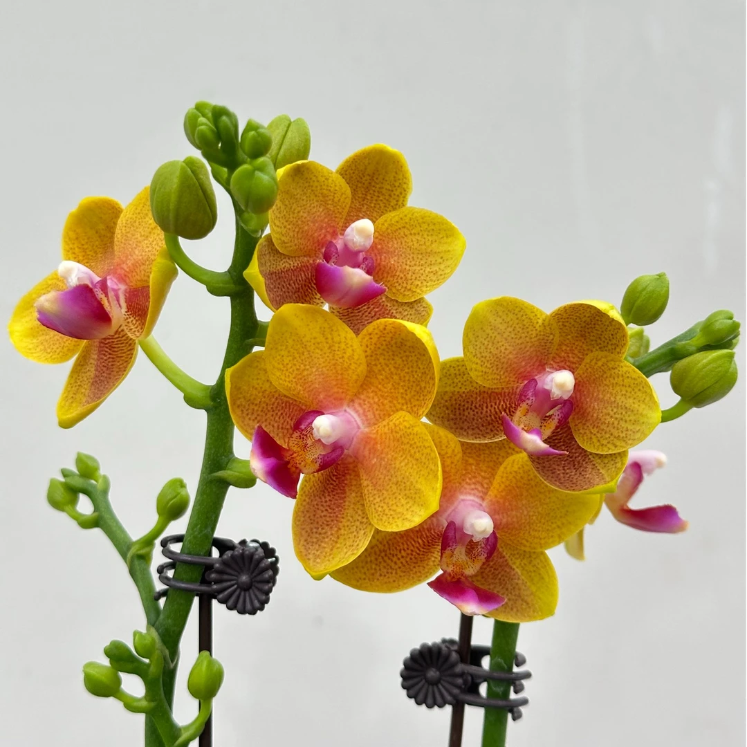 蝴蝶兰【香水精灵】蜡质香味小花 基地直发