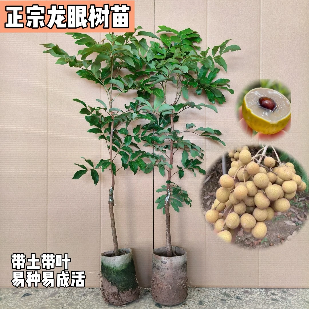 龙眼树苗果树桂圆石硖龙眼苗正宗嫁接水果苗木树苗