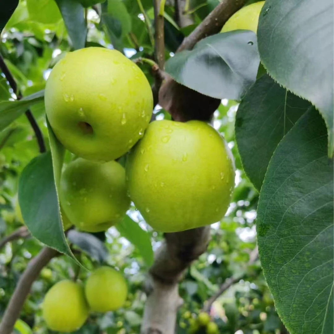 正宗安徽砀山青皮梨 酥脆爽口 口口爆汁 原产地发货 净重4.5-5斤
