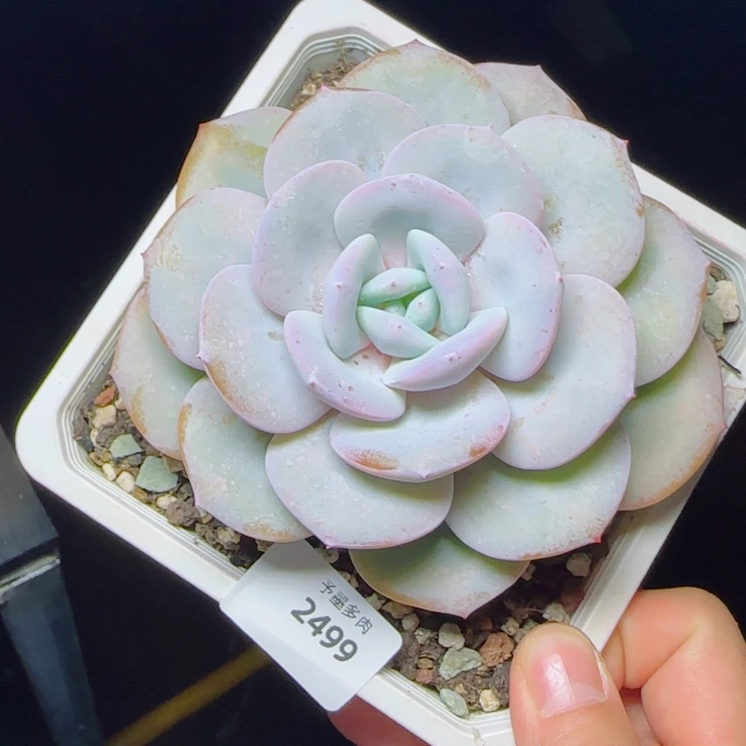 奶茶，2499多肉植物
