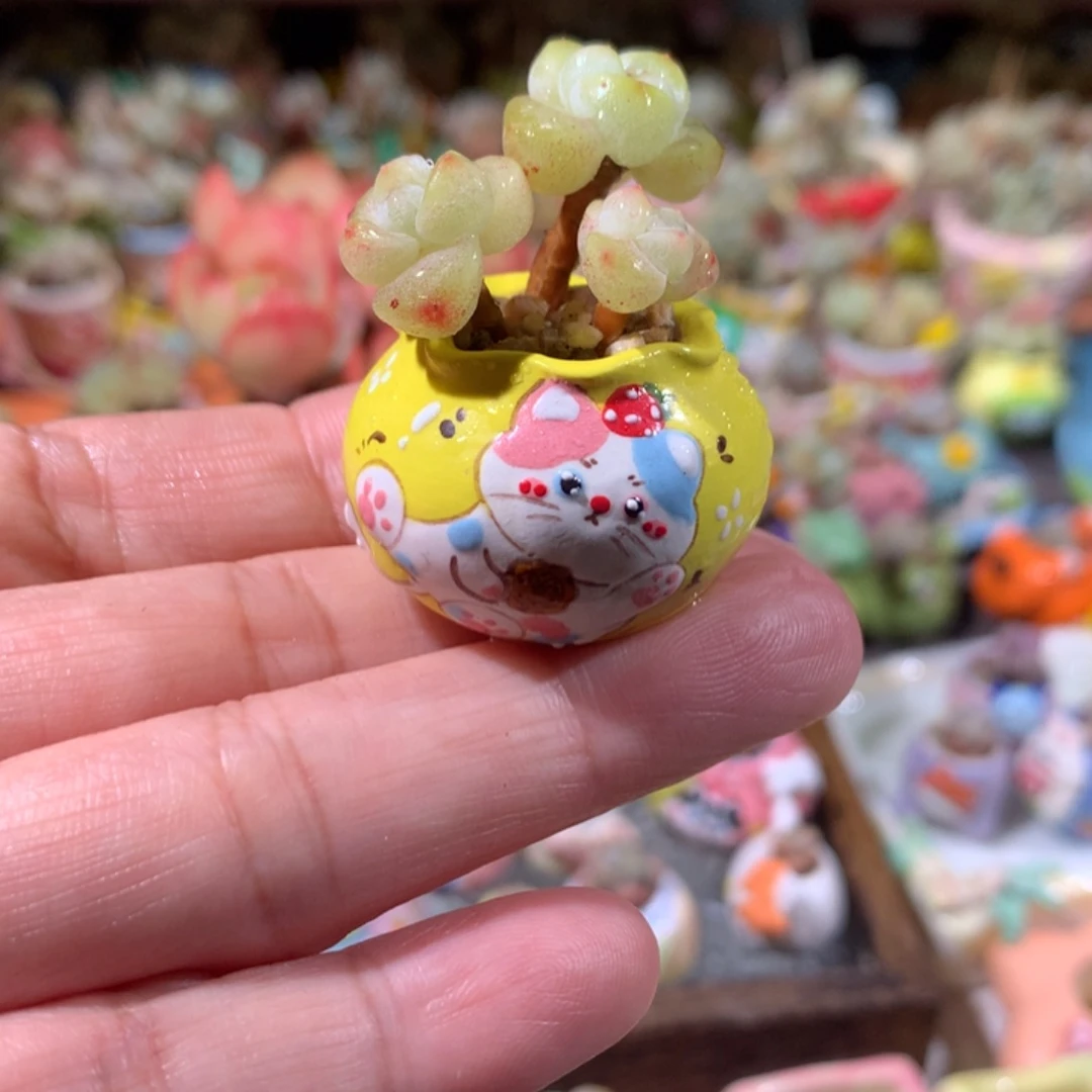 3年桩冰透溏心冰玉带盆