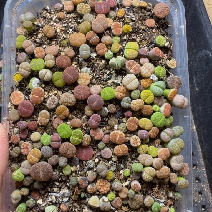 多肉植物的生长发育260