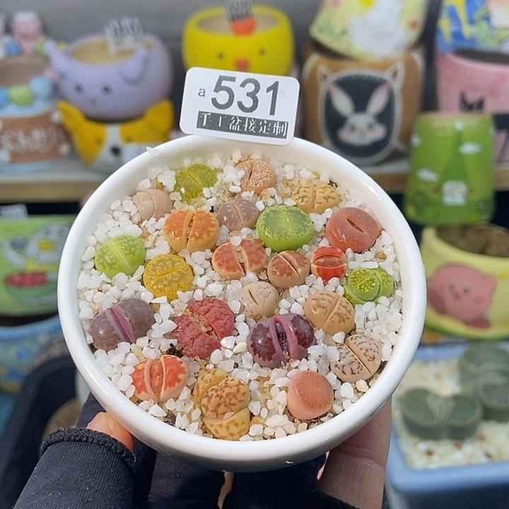 大舅生石花肉锥多肉531