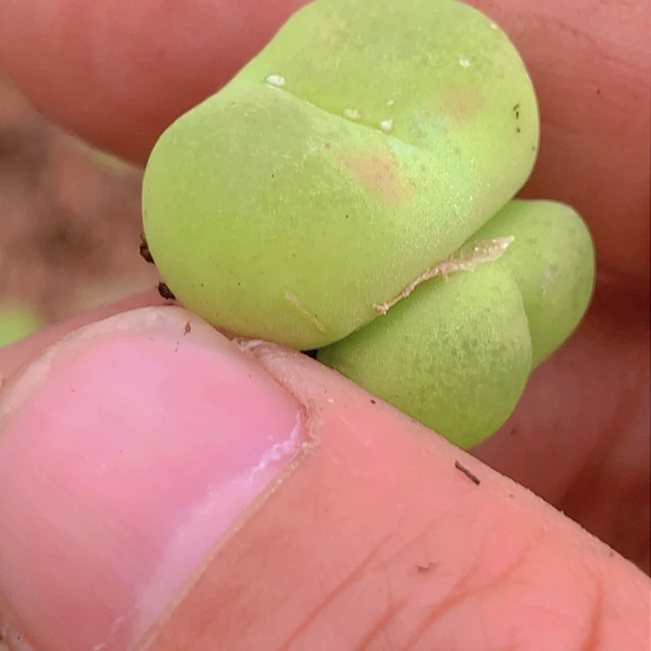 1488899999668888899888688588