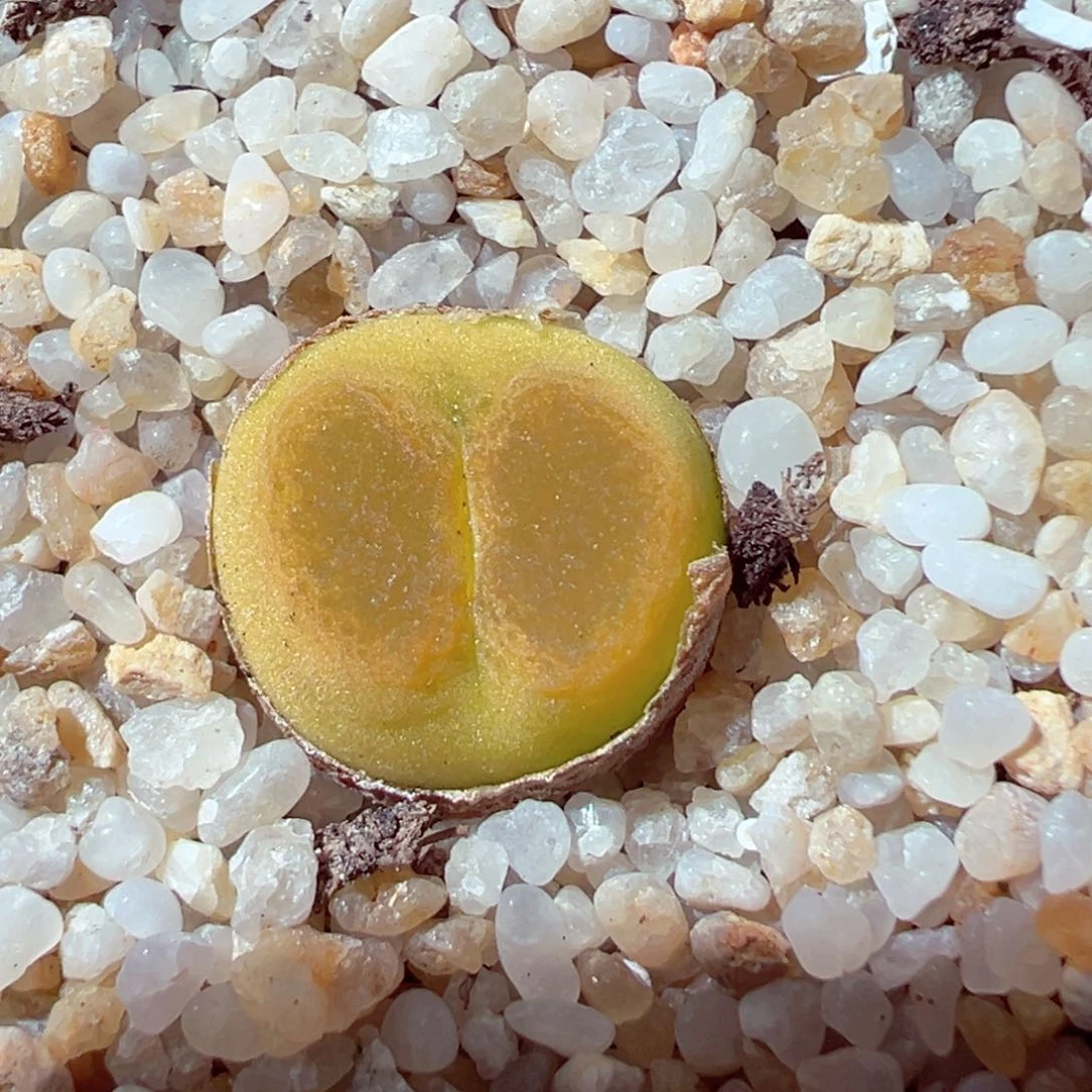 513-414多肉o泡1.2cm