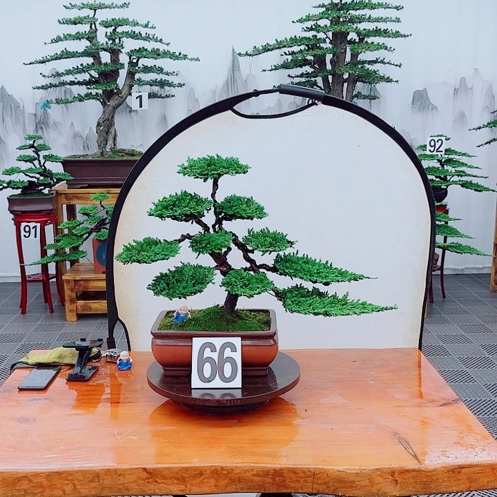 无花朵松柏盆景一物一拍